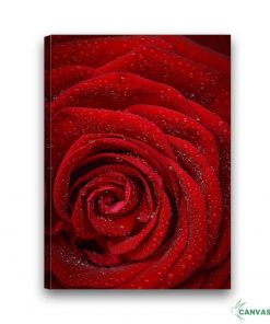 Tranh Canvas Hoa Hồng đỏ H021
