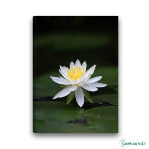 Tranh Canvas Hoa Sen Trắng H031